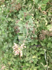 Salpianthus arenarius