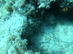 Pareques acuminatus