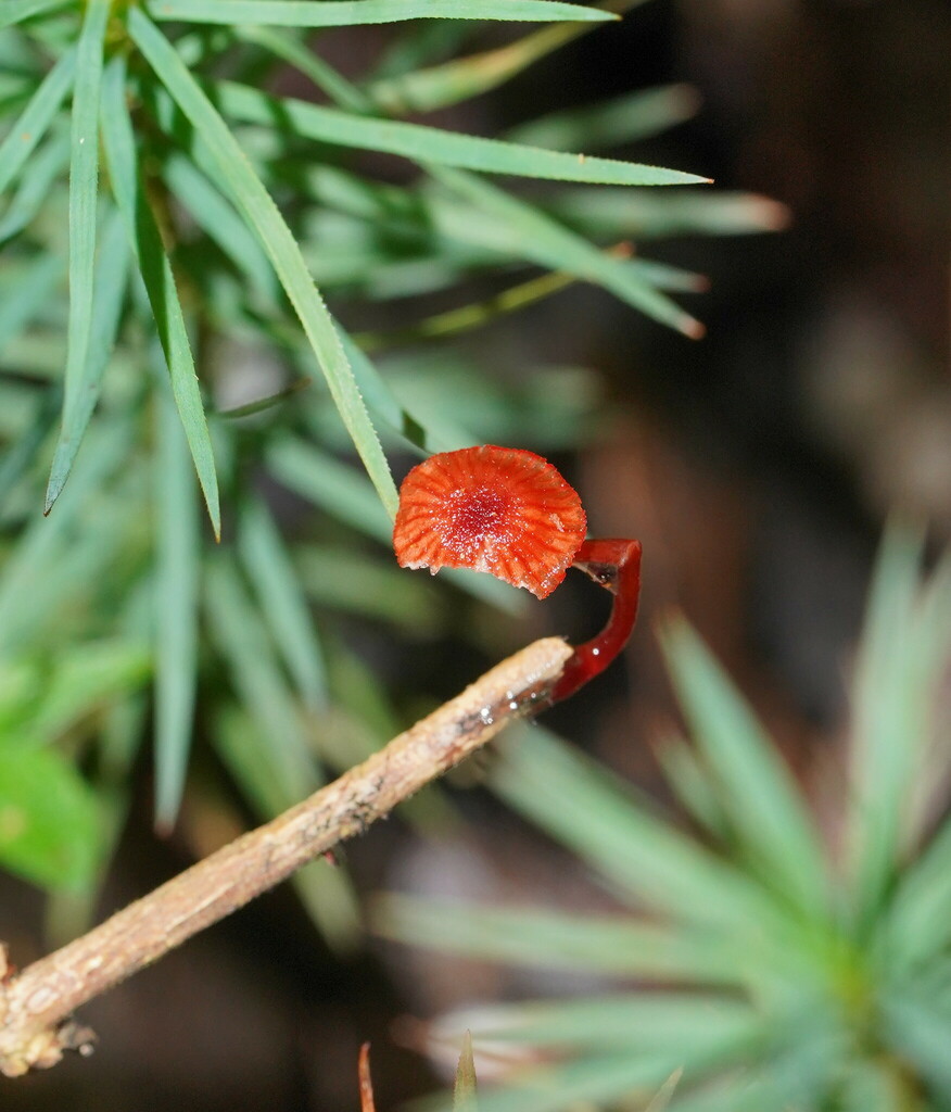 Ruby Bonnot ruby bonnet from Powelltown VIC 3797, Australia on April 12, 2024 at 02 ...