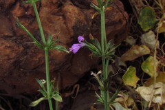 Dicliptera peduncularis