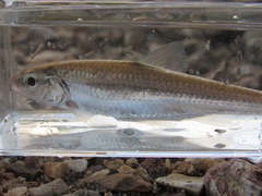Luxilus zonatus