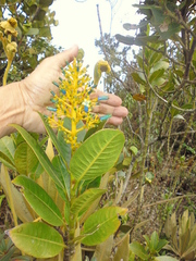 Palicourea weberbaueri