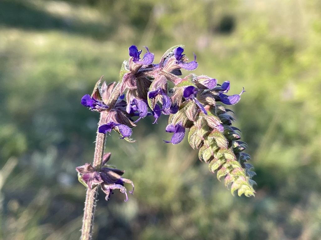 Salvia nemorosa × nutans