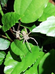 Phoneutria boliviensis