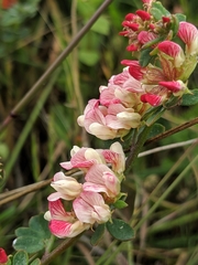 Acmispon cytisoides