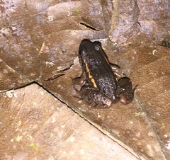 Adenomera hylaedactyla