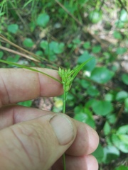 Carex corrugata