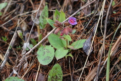 Pulmonaria saccharata