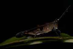 Xiphiola cyanoptera