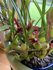 Maxillaria tenuifolia