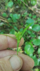 Carex corrugata