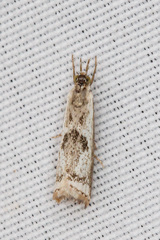 Microcrambus croesus