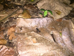 Adenomera hylaedactyla