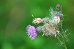 Cirsium mexicanum