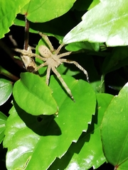 Phoneutria boliviensis