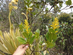 Palicourea weberbaueri