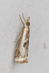 Microcrambus croesus