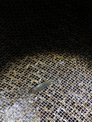 Pseudoxiphophorus bimaculatus