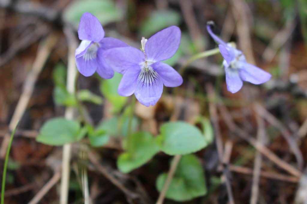 Viola riviniana — a medium houseplant, prefers partial sun light