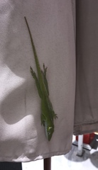 Anolis porcatus