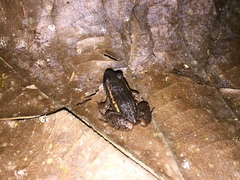 Adenomera hylaedactyla