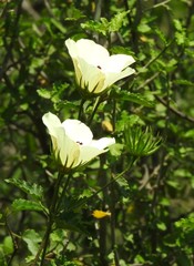 Hibiscus acicularis