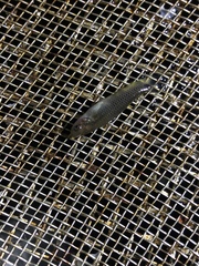 Pseudoxiphophorus bimaculatus