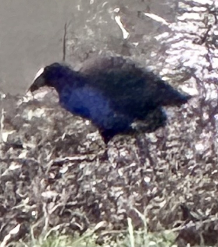 Swamphens and Blue Gallinules in April 2024 by kamonsen · iNaturalist