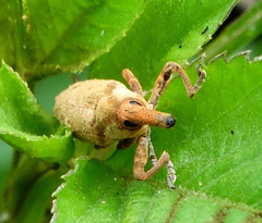 Gasteroclisus