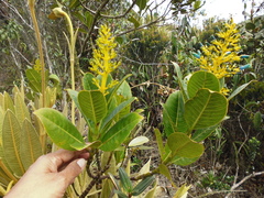 Palicourea weberbaueri