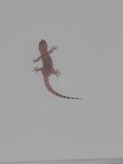 Hemidactylus turcicus