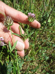 Trifolium obtusiflorum