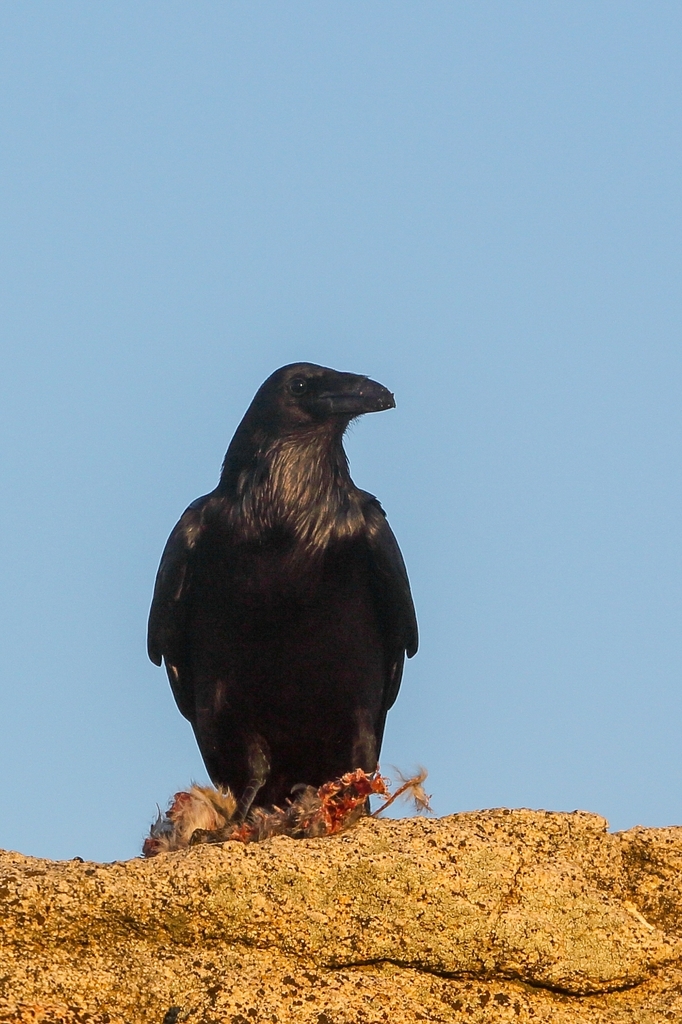 Common Raven from 21508 B.C., México on April 18, 2024 at 07:42 PM by ...