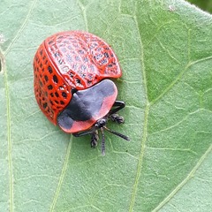 Botanochara impressa