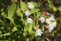 Chromolaena bigelovii