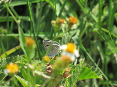 Papilionoidea