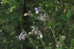 Cirsium mexicanum