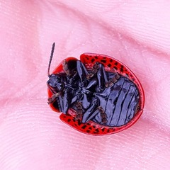 Botanochara impressa