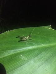 Ommatolampis perspicillata