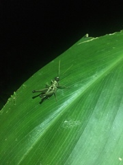 Ommatolampis perspicillata