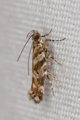 Aristotelia pudibundella