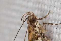Aristotelia pudibundella
