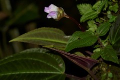 Monolena primuliflora