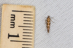 Aristotelia pudibundella