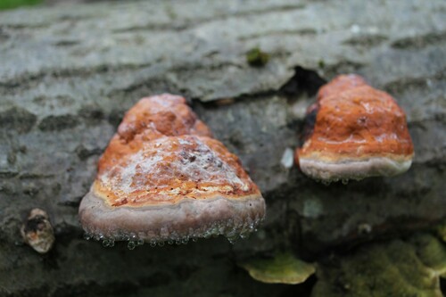 Raudonkraštė pintainė