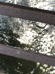 Araneidae