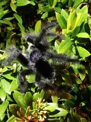 Avicularia purpurea