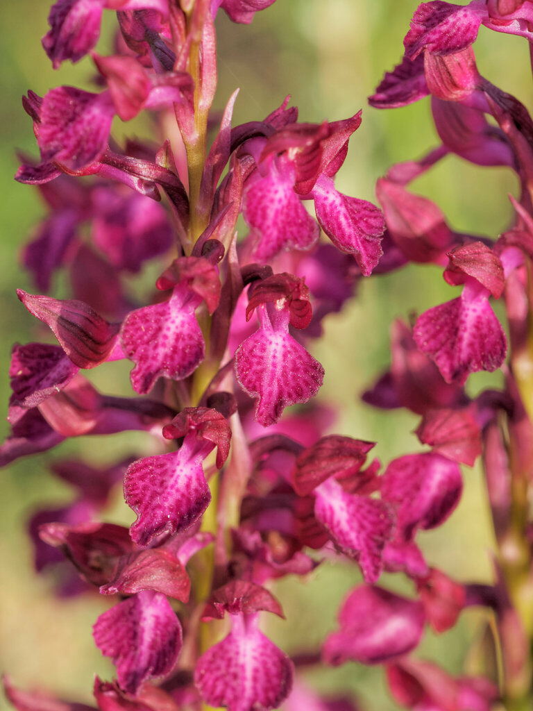 Anacamptis × menosii