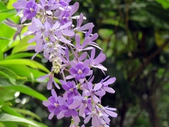 Petrea rugosa