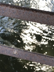Araneidae